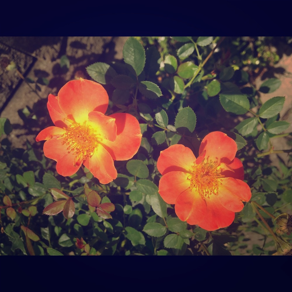 I am BACK! Let’s get blooming with great deals!